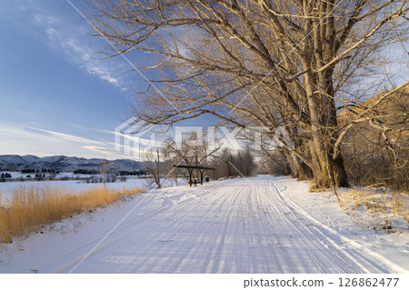 winter road at Colorado foothills with old cottonwood trees 126862477