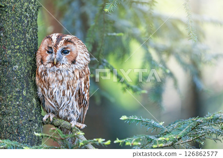 Tawny Owl iwith one eye squinted. Tawny Owl iwith one eye squinted. 126862577