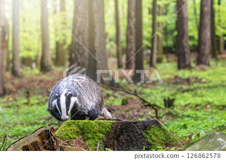 European badger is exploring an old tree stump. European badger is exploring an old tree stump. 126862578