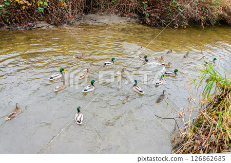 Mallard or wild ducks (Anas platyrhynchos) Mallard or wild ducks (Anas platyrhynchos) 126862685