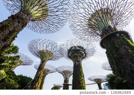 Low-angle view of the Supertree Grove at Gardens by the Bay in Singapore, there is an exhilarating light and musical show at night. 126862889