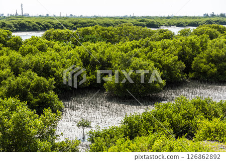 View of the Beimen Mangrove Ecological Reserve in Tainan, Taiwan. mangrove is a shrub or tree that grows mainly in coastal saline or brackish water. 126862892