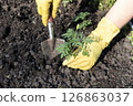A gardener in yellow rubber gloves plants marigold seedlings 126863037