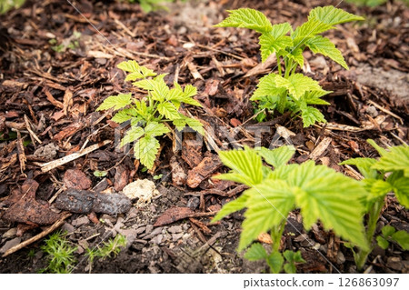 Young Raspberry Plants Growing in Mulch-Covered Soil in Garden Environment 126863097