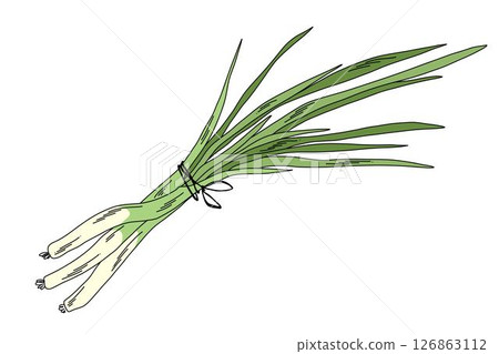 Bunch of scallion vegetable illustration, hand drawn fresh green onion bundle with roots and leaves Bunch of scallion vegetable illustration, hand drawn fresh green onion bundle with roots and leaves 126863112