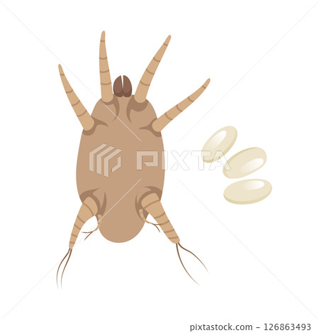 Ear Mite and Nits Laying Eggs, Otodectes cynotis, Pet Parasite. Ear Mite and Nits Laying Eggs, Otodectes cynotis, Pet Parasite. 126863493