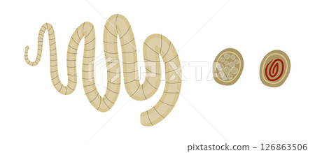 Tapeworm, proglottids with eggs and uterus 126863506