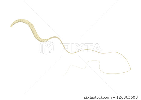Whipworm, Trichuris trichiura, causing trichuriasis infection in humans Whipworm, Trichuris trichiura, causing trichuriasis infection in humans 126863508