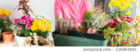 A 50-year-old woman gardening, transplanting autumn heather flowers into pots, creating a charming atmosphere on her terrace for fall, banner 126863605