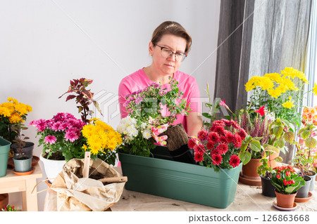 A 50-year-old woman gardening, transplanting colorful chrysanthemums into pots, decorating her balcony for autumn 126863668