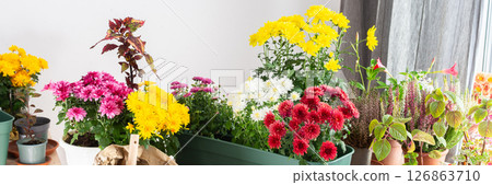 Planting chrysanthemums, heather, and other fall flowers in pots adds natural beauty and color to your balcony or terrace, enhancing your outdoor decor for the season, banner 126863710