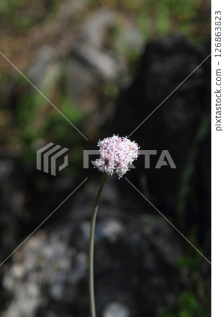 Beautiful flowers blooming in the garden, Bodrum Turkey 126863823