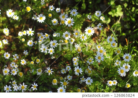 Beautiful flowers blooming in the garden, Bodrum Turkey 126863824