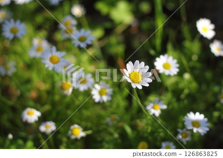 Beautiful flowers blooming in the garden, Bodrum Turkey 126863825