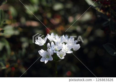 Beautiful flowers blooming in the garden, Bodrum Turkey 126863826