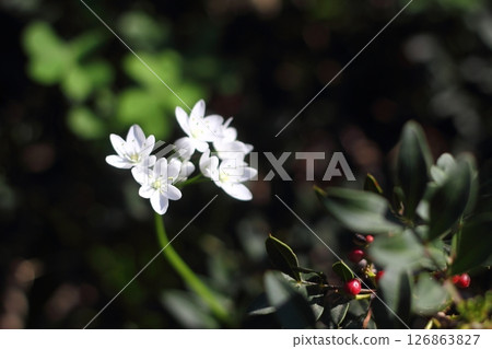 Beautiful flowers blooming in the garden, Bodrum Turkey Beautiful flowers blooming in the garden, Bodrum Turkey 126863827