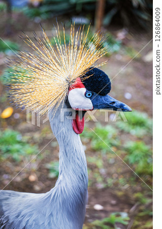 Portrait of Grey Crowned Crane. Close-up of crowned crane with striking plumage and vivid red cheek in natural setting. Concept of exotic bird, endangered species, nature conservation 126864009