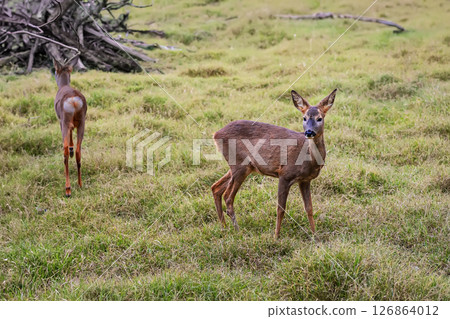 Young roe deer standing alert in grassy meadow while another walks away in background. Wildlife scenery. Concept of nature wildlife observation, deer habitat, forest animals Young roe deer standing alert in grassy meadow while another walks away in background. Wildlife scenery. Concept of nature wildlife observation, deer habitat, forest animals 126864012