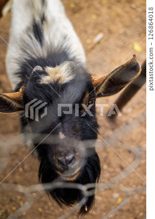 Goat on farm behind wire fence. Black and white goat looking through mesh fence with curious gaze. Selective focus. Concept of curiosity, domestic farm life, rural life 126864018