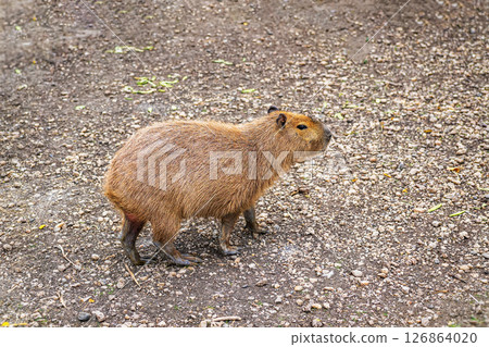 Greater capybara, largest living rodent. Capybara walking calmly across gravel surface in open space. Concept of largest rodent, exotic pet, calm animal behavior 126864020