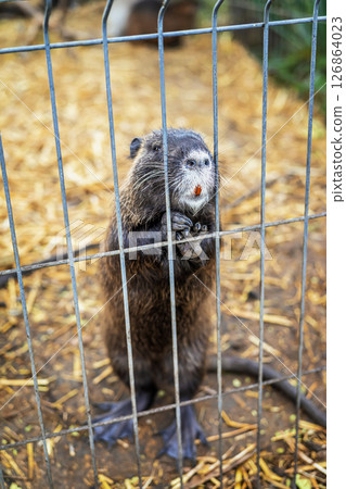 Nutria is waiting for food behind fence. Nutria standing on hind legs behind metal fence, showing orange teeth and holding bars with paws. Concept of animal expression, captivity, curiosity Nutria is waiting for food behind fence. Nutria standing on hind legs behind metal fence, showing orange teeth and holding bars with paws. Concept of animal expression, captivity, curiosity 126864023