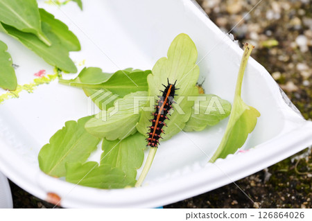 Image of a swallowtail butterfly larva on a hand Image of a swallowtail butterfly larva on a hand 126864026