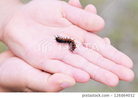 Image of a swallowtail butterfly larva on a hand 126864032