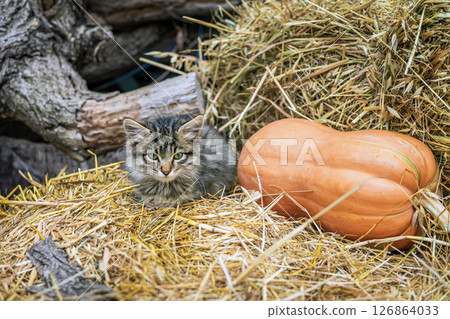Fluffy kitten resting on golden straw next to bright orange pumpkin in rustic farm. Concept of coziness, countryside living, autumn harvest and holidays, Halloween, Thanksgiving. Fall harvest theme 126864033