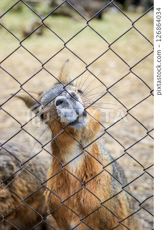 Curious Patagonian mara presses nose against metal fence in outdoor zoo. Concept of gentle nature, enclosure evokes themes of captivity and animal behavior 126864034
