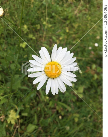 Daisy flower top view on green background. Chamomile flower with white petals and yellow center. Daisy flower top view on green background. Chamomile flower with white petals and yellow center. 126864065