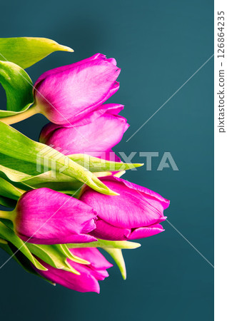 Fresh flower composition, bouquet of bi color tulips, pale pink and white gradient background. International Women's day, mother's day greeting concept. Copy space, close up, top view, flat lay. Fresh flower composition, bouquet of bi color tulips, pale pink and white gradient background. International Women's day, mother's day greeting concept. Copy space, close up, top view, flat lay. 126864235