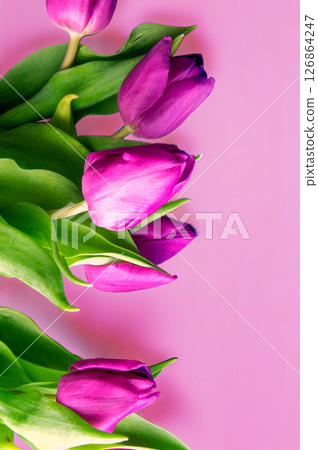 Fresh flower composition, bouquet of bi color tulips, pale pink and white gradient background. International Women's day, mother's day greeting concept. Copy space, close up, top view, flat lay.  126864247