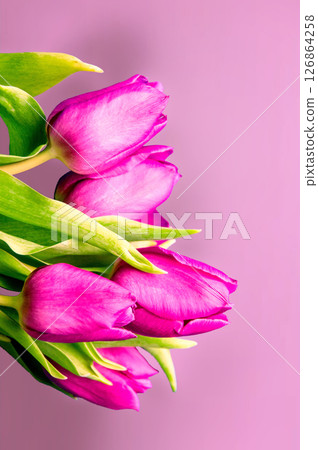 Fresh flower composition, bouquet of bi color tulips, pale pink and white gradient background. International Women's day, mother's day greeting concept. Copy space, close up, top view, flat lay. Fresh flower composition, bouquet of bi color tulips, pale pink and white gradient background. International Women's day, mother's day greeting concept. Copy space, close up, top view, flat lay. 126864258