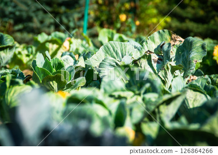 Gardener picking cabbage in summer garden, cutting it with pruner and putting vegetable crop in basket Organic vegetables harvest. Close up of healthy food. High quality photo 126864266