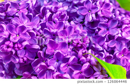 beautiful dark purple fresh lilac on the pink background, purple background, place for text, top view 126864446