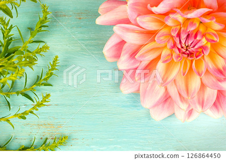 light pink dahlias with drops of water, macro. place for text 126864450