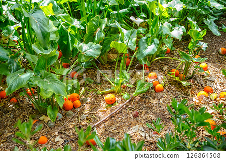 Oranges Growing Among Lush Green Leaves in a Vibrant Garden Under Bright Sunlight Oranges Growing Among Lush Green Leaves in a Vibrant Garden Under Bright Sunlight 126864508