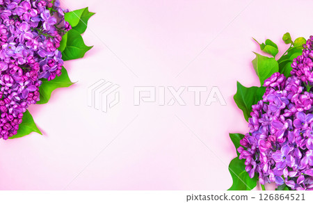 beautiful dark purple fresh lilac on the pink background, purple background 126864521