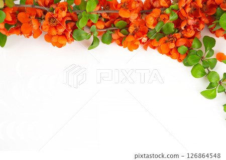 Japanese quince flower on white background close-up. place for text 126864548