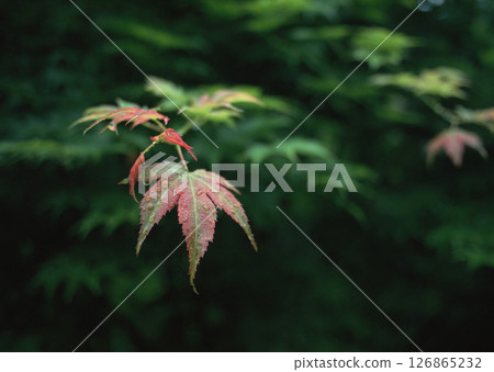 Material Dictionary Vol.94 Landscape of the Four Seasons and Peace. High quality photo Material Dictionary Vol.94 Landscape of the Four Seasons and Peace. High quality photo 126865232