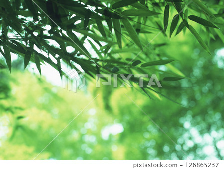 Dictionary of Materials Vol.146 Four Seasons. Japanese Flowers and Trees. High quality photo Dictionary of Materials Vol.146 Four Seasons. Japanese Flowers and Trees. High quality photo 126865237