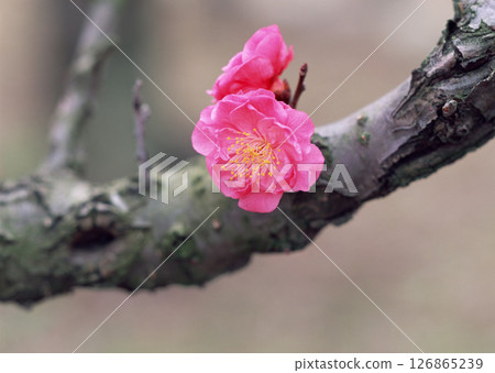 Dictionary of Materials Vol.146 Four Seasons. Japanese Flowers and Trees. High quality photo Dictionary of Materials Vol.146 Four Seasons. Japanese Flowers and Trees. High quality photo 126865239