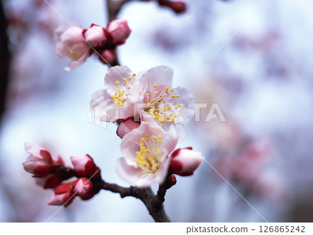 A detailed closeup view of a tree branch adorned with beautiful pink flowers and delicate buds, showcasing the beauty of nature in spring A detailed closeup view of a tree branch adorned with beautiful pink flowers and delicate buds, showcasing the beauty of nature in spring 126865242