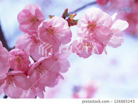 Dictionary of Materials Vol.146 Four Seasons. Japanese Flowers and Trees. High quality photo Dictionary of Materials Vol.146 Four Seasons. Japanese Flowers and Trees. High quality photo 126865243