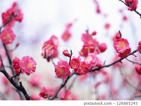 Here is a detailed close up shot of beautiful pink flowers delicately blooming on a tree branch, showcasing their exquisite beauty and vibrant color 126865245