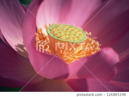 Dictionary of Materials Vol.146 Four Seasons. Japanese Flowers and Trees. High quality photo 126865246