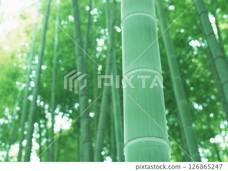 Dictionary of Materials Vol.146 Four Seasons. Japanese Flowers and Trees. High quality photo 126865247