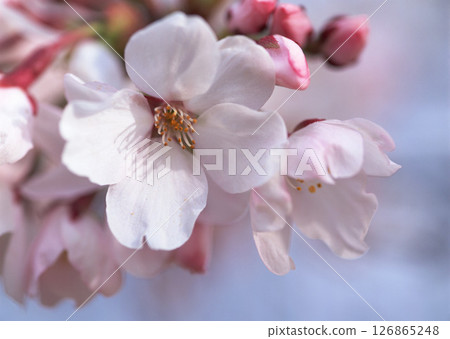 Dictionary of Materials Vol.146 Four Seasons. Japanese Flowers and Trees. High quality photo 126865248