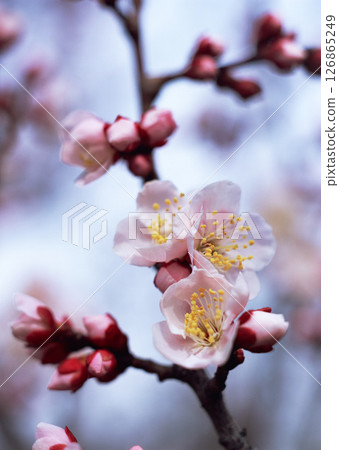 A detailed closeup view of a vibrant tree branch adorned with delicate pink flowers and fresh budding blooms, showcasing natures beauty 126865249