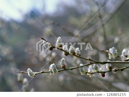 Dictionary of Materials Vol.122 Four Seasons. Scenery of Japan. High quality photo 126865255